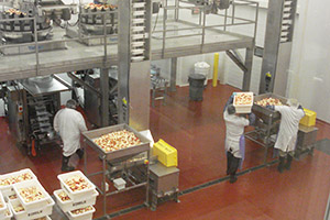 Workers sorting sliced apples at CF Oswego, formerly Champaign Valley Specialty.